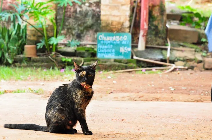 Domingo é dia de samba!