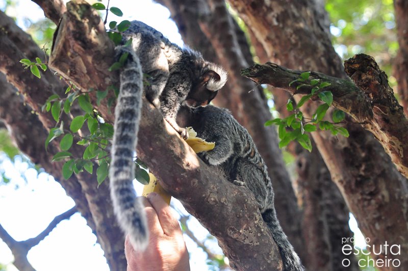Saguis em uma árvore no espaço do Escuta o Cheiro