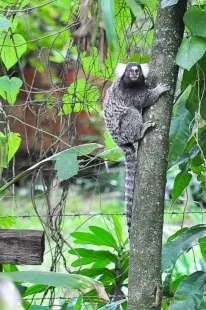 Domingo é dia de samba!